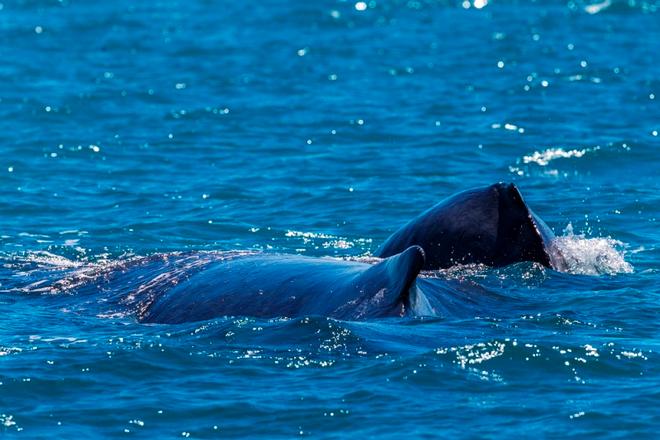 When the breeze is light, do a spot of whale watching – Airlie Beach Race Week ©  Andrea Francolini / ABRW